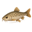 Peixarias